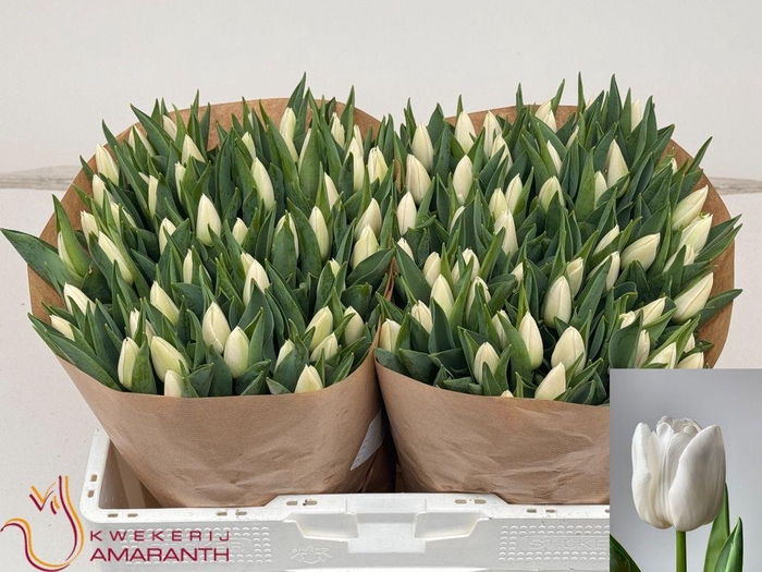 <h4>Tulipa si update</h4>