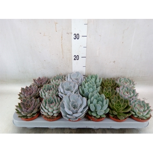 Echeveria   ...mix