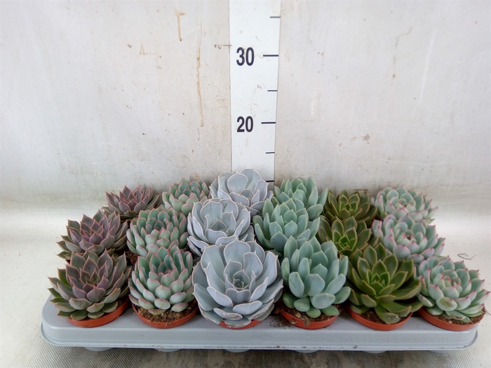 <h4>Echeveria   ...mix</h4>