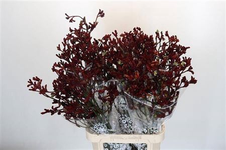 <h4>Anigoz Early Spring</h4>