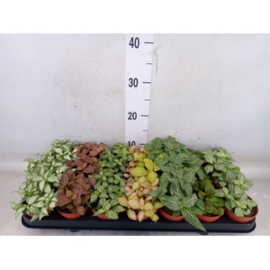 Fittonia   ...mix 7