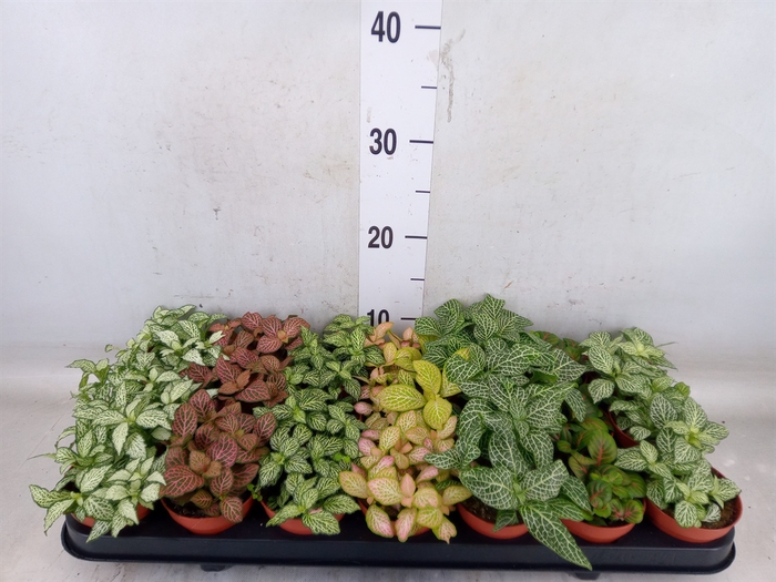 <h4>Fittonia   ...mix 7</h4>