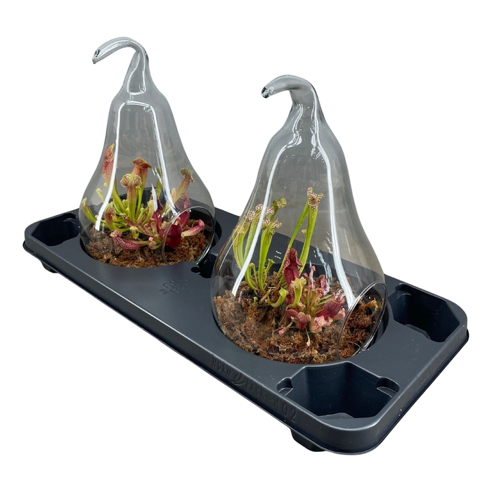 <h4>Vleesetende Planten Gemengd Glas Peer</h4>