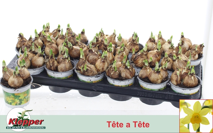 <h4>NARC O TETE A TETE</h4>