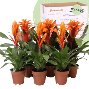 Bromelia Orange