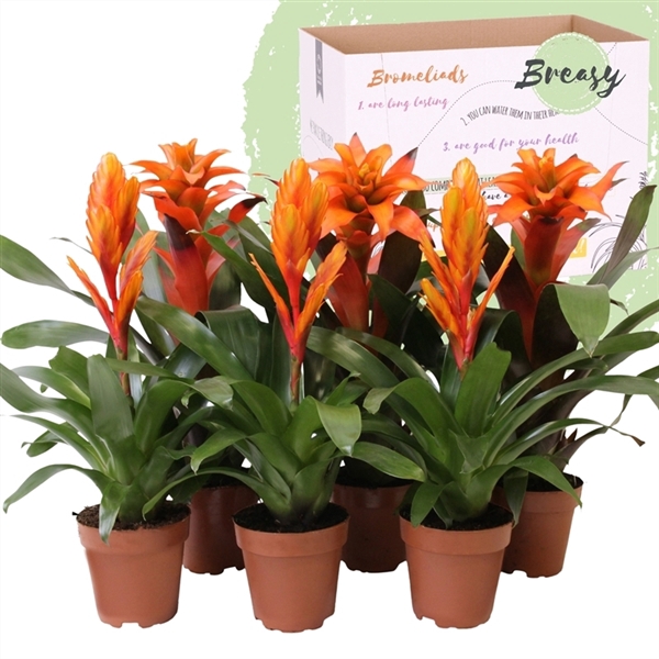 <h4>Bromelia Orange</h4>