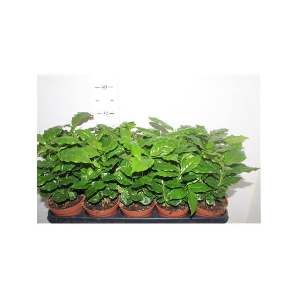 <h4>Coffea Arabica</h4>