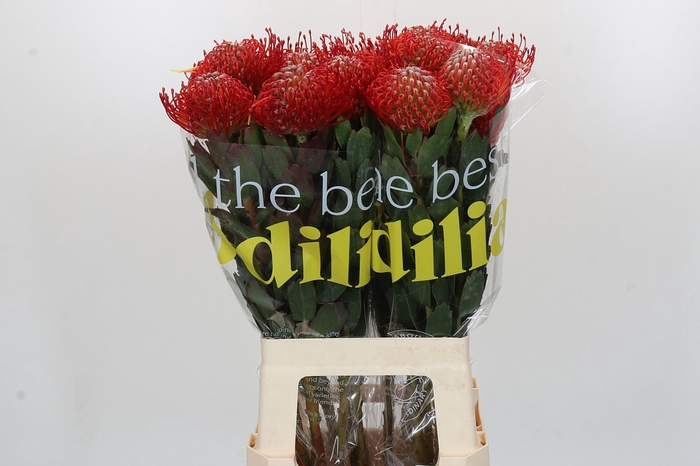 <h4>Nutans Ayoba Red</h4>