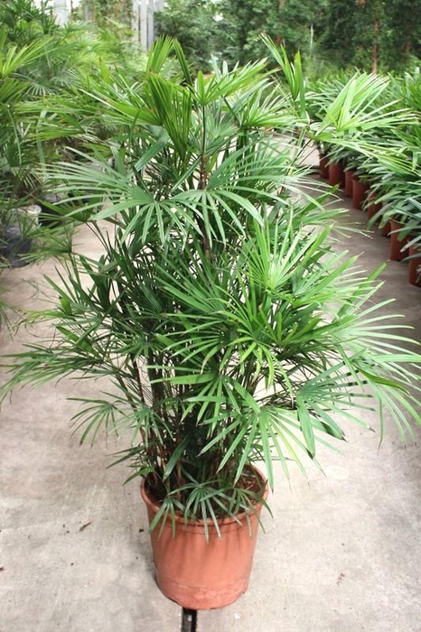 <h4>Rhapis Humilis</h4>