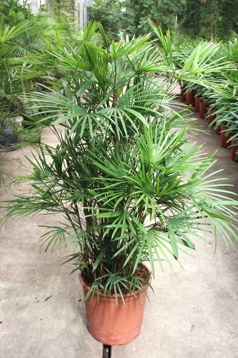<h4>Rhapis Humilis</h4>