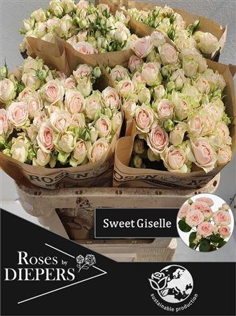 <h4>R Tr Sweet Giselle</h4>