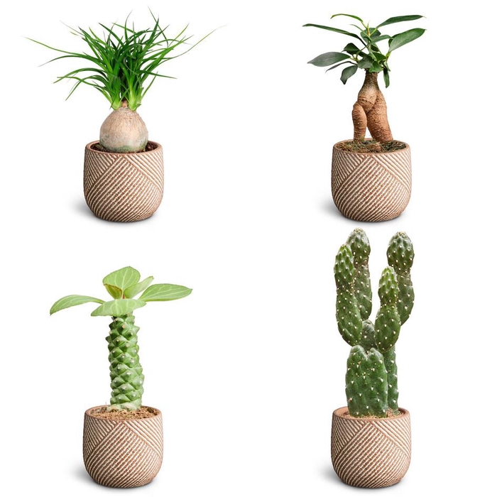 <h4>Grove, Sculpture Collection</h4>