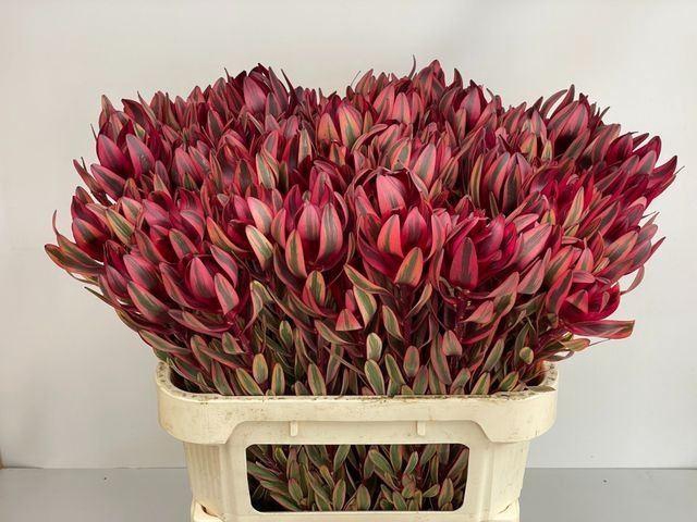 <h4>LEUCADENDRON  'JESTER'</h4>