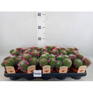 Cactus   ...flowering