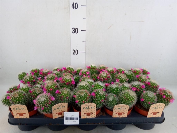 <h4>Cactus   ...flowering</h4>