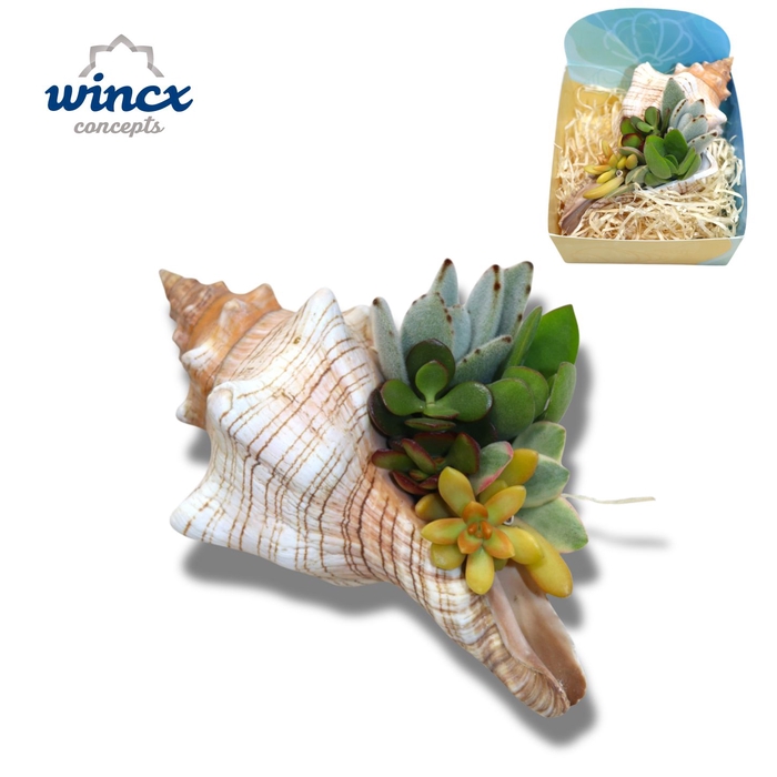 <h4>Concepts® - Uniqueshells 'fasciolaria' (xl) Concep</h4>