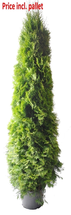 <h4>Thuja occ. Smaragd, plantmaat 180-200 cm - Rondgestoken - PALLET</h4>