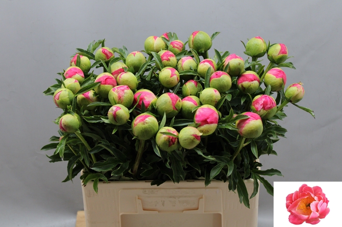 <h4>PAEO CORAL SUNSET</h4>