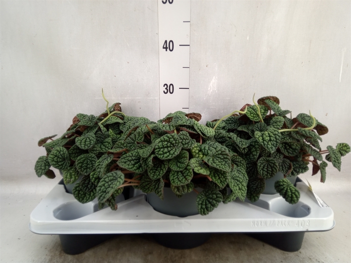 <h4>Peperomia</h4>