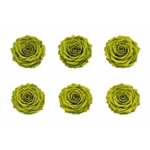 Ro Pres Classic Green Olive