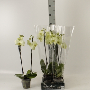 Phalaenopsis   ...yellow