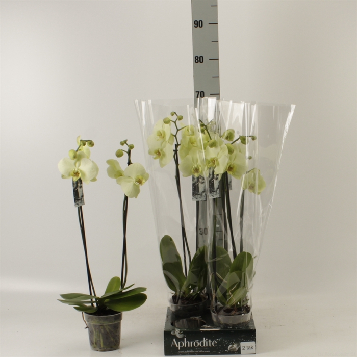 <h4>Phalaenopsis   ...yellow</h4>
