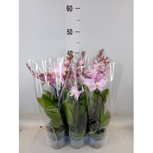 Phalaenopsis multi.   ...