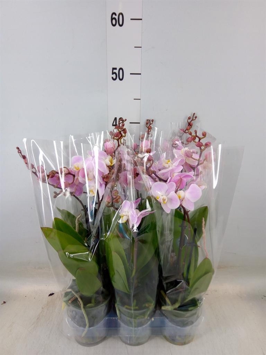 <h4>Phalaenopsis multi.   ...</h4>