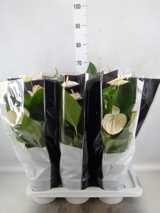 <h4>Anthurium andr. 'Alaska'</h4>