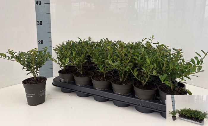 <h4>ILEX CRENATA</h4>