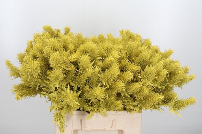 <h4>Eryn Supernova Kl Bh Geel</h4>