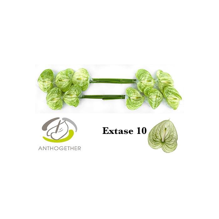 <h4>Anth A Extase</h4>