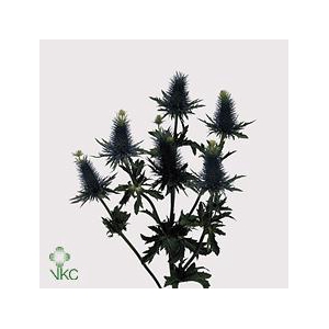 Eryngium supernova
