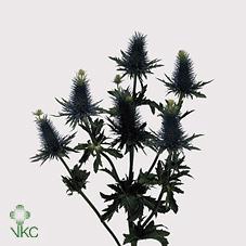 <h4>Eryngium supernova</h4>