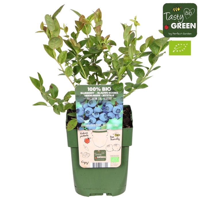 <h4>Vaccinium corymbosum Bluecrop</h4>