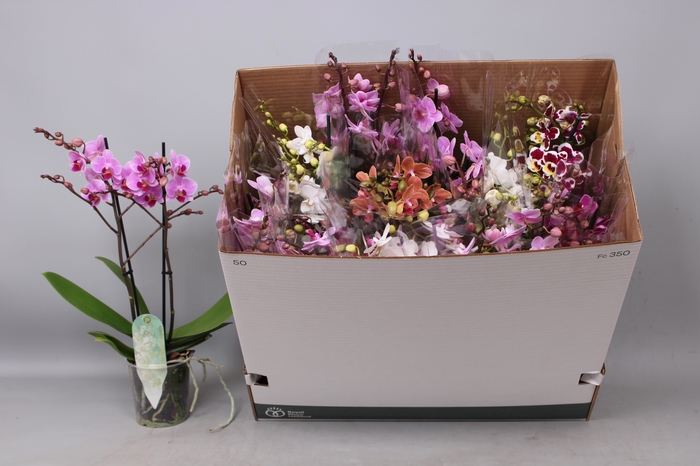 <h4>PHAL MF GEM 8 KL</h4>