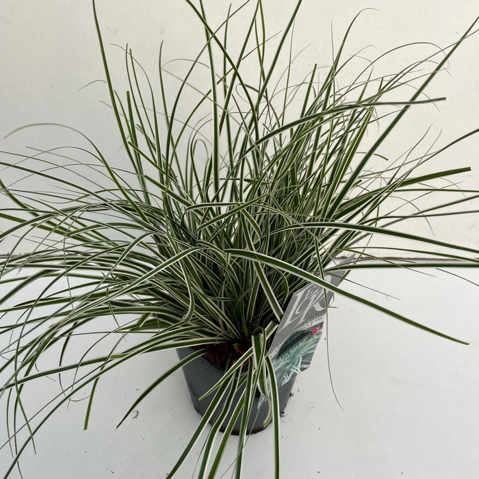 Carex oshimensis Everest