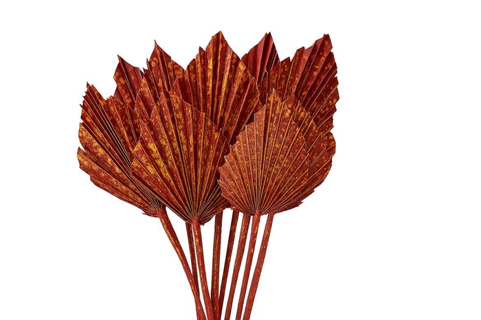 <h4>Dried Artz Palm Spear 10pc Picasso Bunch</h4>