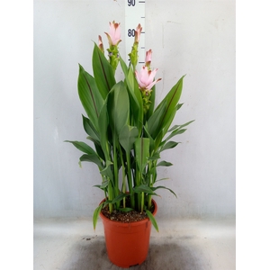 Curcuma alism. 'Siam Swing'