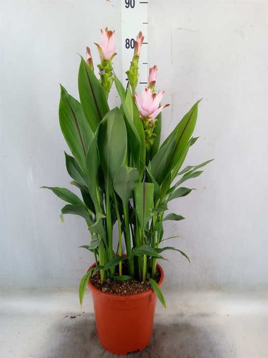 <h4>Curcuma alism. 'Siam Swing'</h4>