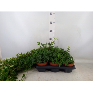 Hedera helix 'Shamrock'