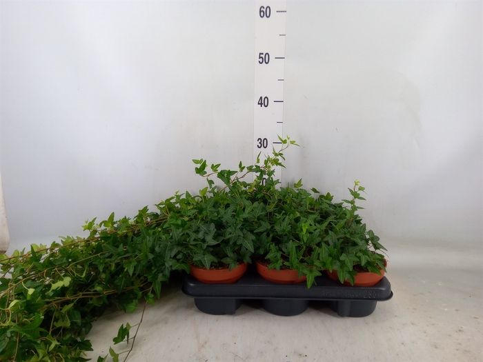 <h4>Hedera helix 'Shamrock'</h4>