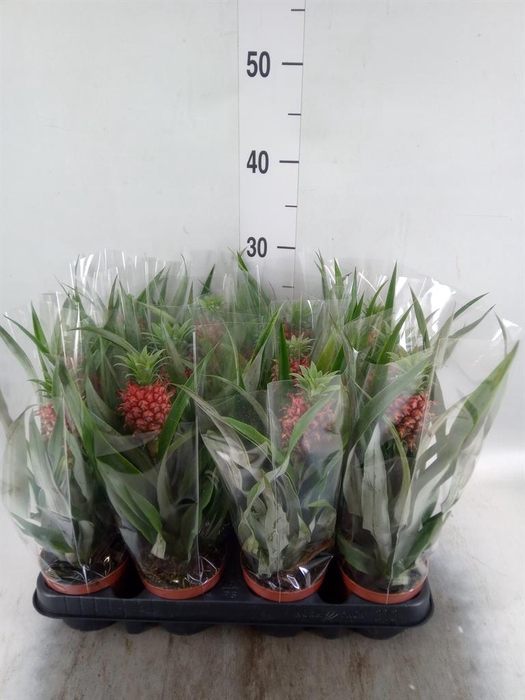 <h4>Ananas  'Rosita'</h4>