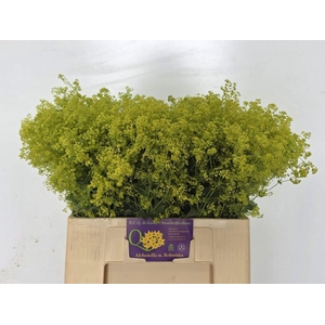 ALCHEMILLA ROBUSTICA ALCHEM M ROBUS