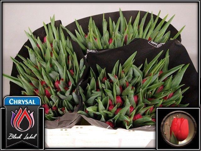 <h4>TU EN RED MODEL</h4>