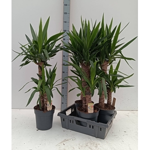 YUCCA
