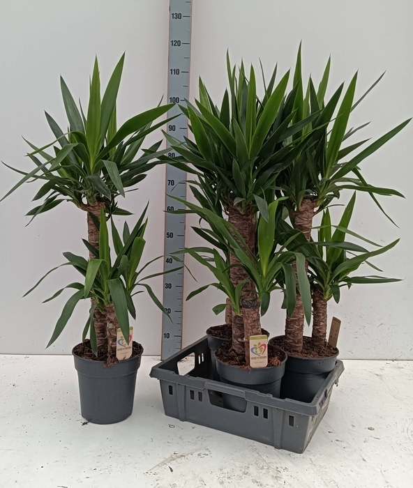 <h4>YUCCA</h4>