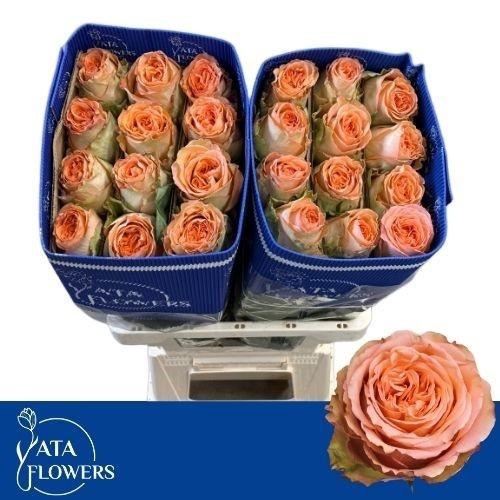 <h4>R GR COUNTRY HOME</h4>