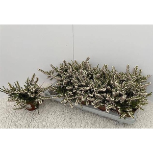 Erica (winterflowering) darleyensis White Perfecti 13Ø 17cm