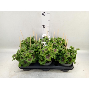 Pelargonium pelt. 'VilleDresden'